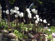 Cyclamen hederifolium 0005