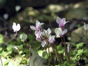 Cyclamen hederifolium 0007