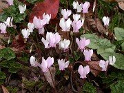 Cyclamen hederifolium 0008