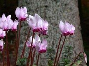 Cyclamen hederifolium 0009