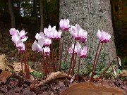 Cyclamen hederifolium 0010