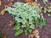 Cyclamen hederifolium 0013