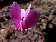 Cyclamen hederifolium 0014