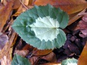 Cyclamen hederifolium 0015