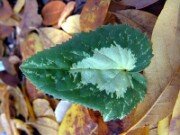 Cyclamen hederifolium 0016