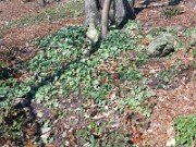 Cyclamen hederifolium 0017
