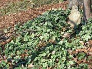 Cyclamen hederifolium 0018