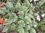 Cyclamen hederifolium 0039