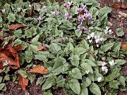 Cyclamen hederifolium 0040