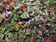 Cyclamen hederifolium 0041