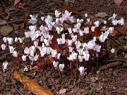 Cyclamen hederifolium 0048