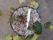 Cyclamen hederifolium Reference 20241102 0005