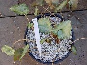 Cyclamen hederifolium Reference 20241102 0007