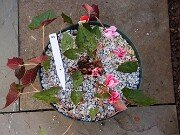 Cyclamen hederifolium Reference 20241102 0009