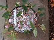 Cyclamen hederifolium Reference 20241102 0011