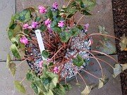 Cyclamen hederifolium Reference 20241102 0012