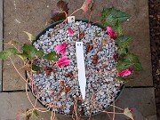 Cyclamen hederifolium Reference 20241102 0013