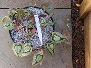 Cyclamen hederifolium Reference 20241102 0016