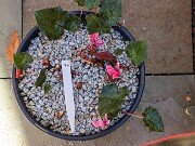 Cyclamen hederifolium Reference 20241102 0017