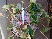 Cyclamen hederifolium Reference 20241102 0019