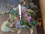 Cyclamen hederifolium Reference 20241102 0020