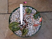 Cyclamen hederifolium numbered reference selections 20241102 0002-2