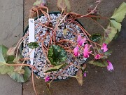 Cyclamen hederifolium numbered reference selections 20241102 0003-2