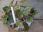 Cyclamen hederifolium numbered reference selections 20241102 0004-2