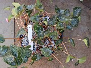 Cyclamen hederifolium numbered reference selections 20241102 0010-2