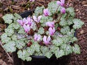 C. hederifolium ssp. crassifolium