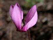 C. colchicum