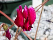 C. hederifolium