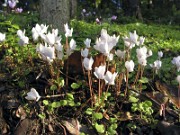 C. hederifolium