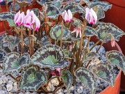 Cyclamen maritimum 20231113 0001