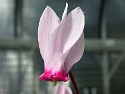 Cyclamen rohlfsianum 0001