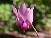 Cyclamen rohlfsianum 0016