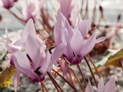 Cyclamen rohlfsianum 20150917 0001