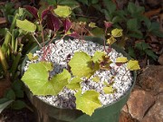 Cyclamen rohlfsianum 20151021 0003