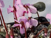 Cyclamen alpinum 01202024 0003