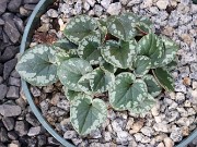 Cyclamen coum 20231202 0007