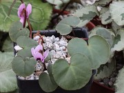 Cyclamen parviflorum 20241229 0001