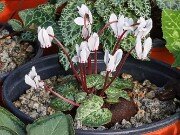 Cyclamen cyprium 20251216 0002