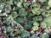 Cyclamen cyprium 20251216 0008