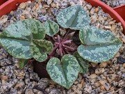 Cyclamen x schwarzii 20251120 0002