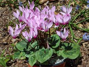 Cyclamen persicum 20220412 0002