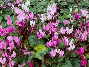 Cyclamen persicum 20220412 0004