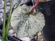 Cyclamen creticum 20250112 0001