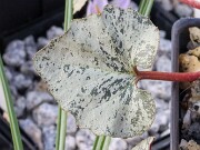 Cyclamen creticum 20250112 0002