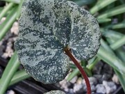 Cyclamen creticum 20250112 0004