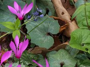 Cyclamen repandum 20250422 0004